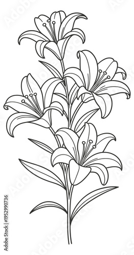 Minimalist lily plant line art illustration displaying multiple blossoms and slender leaves for adult coloring activity vector