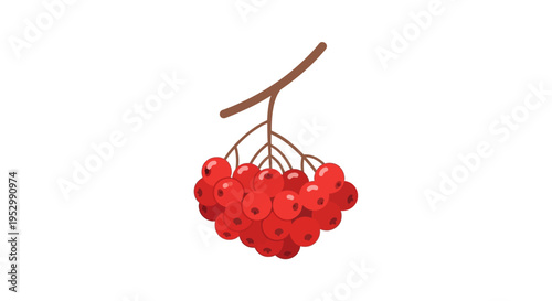 Red Rowan Berries on Branch - Autumn Harvest Illustration