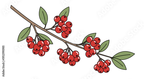 Rowan Berry Branch with Red Berries and Green Leaves, Isolated on White Background