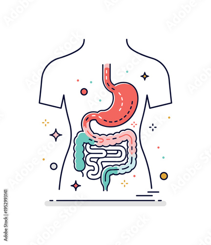 Digestive system pathway showing a simplified torso outline with a highlighted stomach and intestine path forming a clear visual route of nutrition processing.
