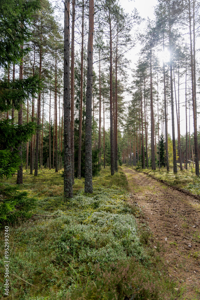 Fototapeta premium Dirt Path Through Tall Pine Forest