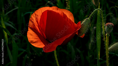 Red poppy flower in meadow at sunset