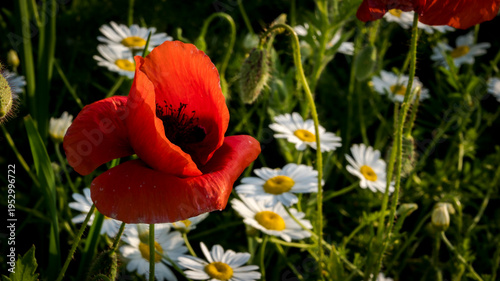 Red poppy flower in meadow at sunset