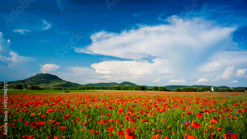 Red poppy flower in meadow at sunset