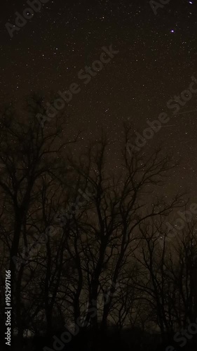 Starry night sky moving above silhouetted trees