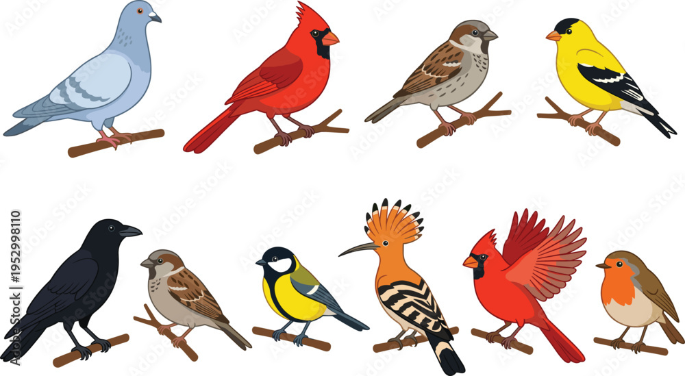 Fototapeta premium Wild garden birds set with cardinal pigeon crow and robin, cad drawing flat vector illustration.