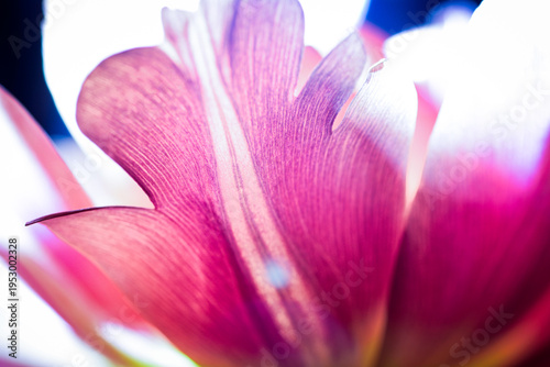 Close-up studio macro shot. Vibrant red and yellow tulip petals.Abstract textures. Illumination shows artistic colourgrading, textures and shadow