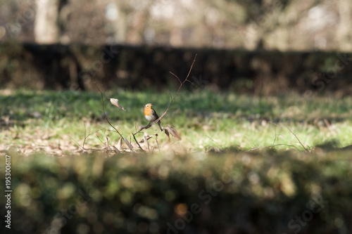 The robin is a small, very common European songbird, present in Italy during the winter in low-altitude areas and regularly wintering at high altitudes. It is a short-distance migrant.