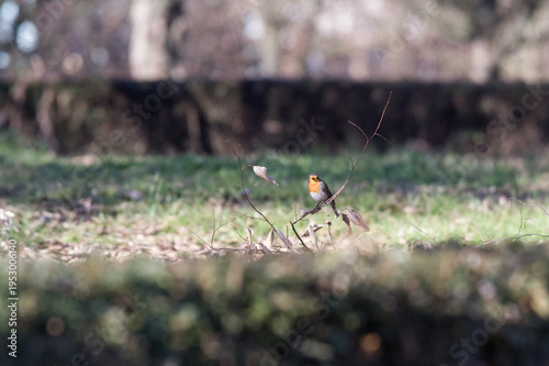 The robin is a small, very common European songbird, present in Italy during the winter in low-altitude areas and regularly wintering at high altitudes. It is a short-distance migrant.