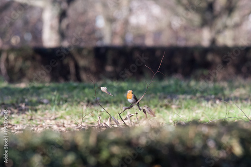 The robin is a small, very common European songbird, present in Italy during the winter in low-altitude areas and regularly wintering at high altitudes. It is a short-distance migrant.
