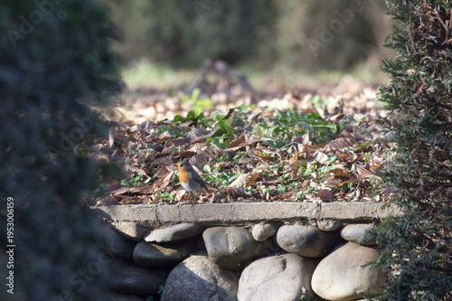 The robin is a small, very common European songbird, present in Italy during the winter in low-altitude areas and regularly wintering at high altitudes. It is a short-distance migrant.