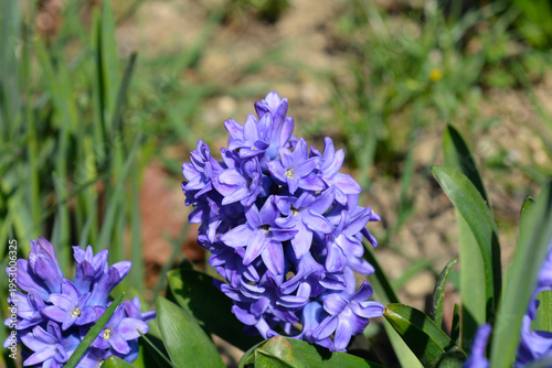 Canvas-taulu A close up shot of a vibrant purple hyacinth flower with many small star shaped