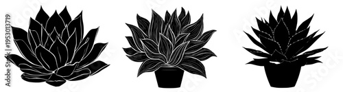 Silhouette of a Flowering Plant in a Pot