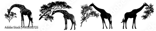 Elegant Silhouette of a Giraffe Nibbling on a Tree