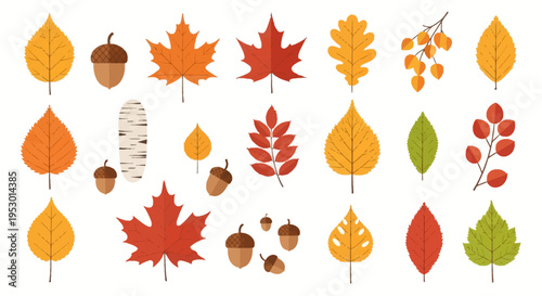 Vector illustration collection of various autumn leaves and forest seeds including maple, oak, birch, acorns, and rowan berries in fall colors isolated on white background.