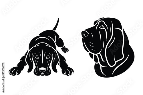 Bloodhound dog poses silhouette vector