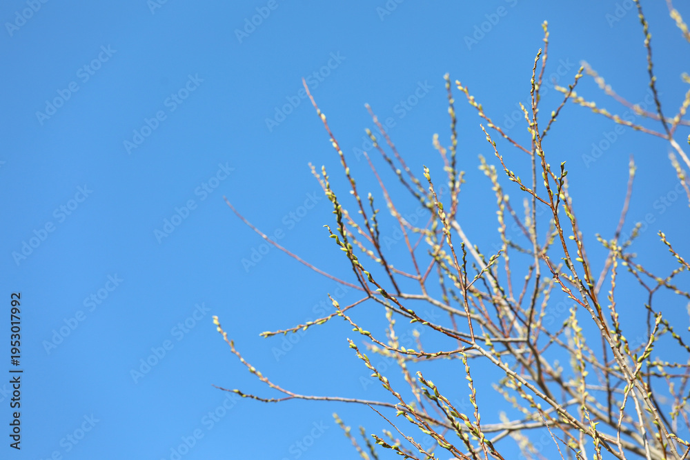 Fototapeta premium Emerging spring buds covering tree branches under a clear blue sky, signifying new life, renewal, and upcoming seasons in nature, fresh growth against copy space