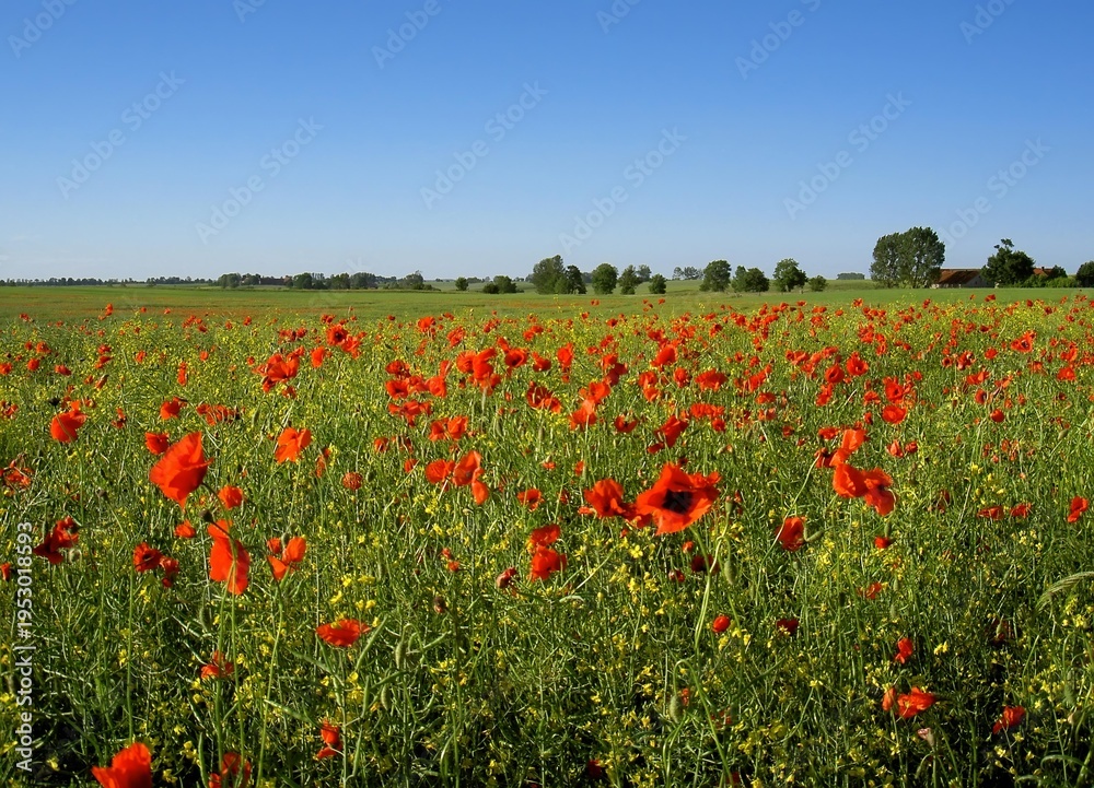 Obraz premium A picturesque summer meadow in the Masurian countryside filled with wild red poppies and green grass under a blue sky. The rolling hills and vibrant floral landscape.