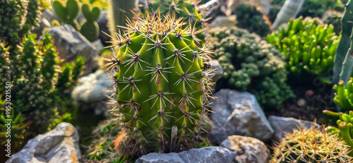 Spiky cactus plant growing in a succulent garden with warm sunlight