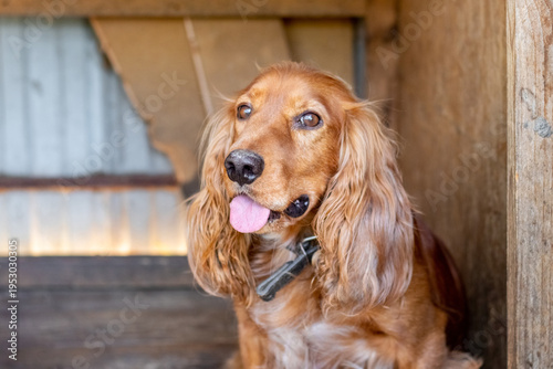 Red cocker spaniel sitting in wooden kennel close up portrait long ears tongue out pet natural light