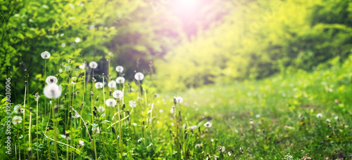 Magical glade with white dandelions among bright green forest in radiant sunlight wide format summer scene