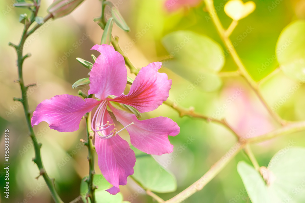 Obraz premium Pink Bauhinia Flower Blooming in Soft Morning Light with Fresh Green Background
