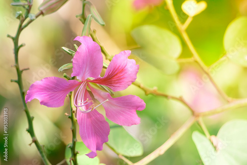 Pink Bauhinia Flower Blooming in Soft Morning Light with Fresh Green Background