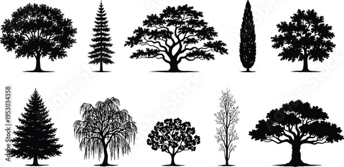 Collection of detailed forest tree silhouettes including oak pine cypress and willow trees isolated on white background for landscape nature vector illustration