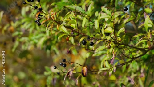Berries on the branch of common privet Ligustrum vulgare, close-up. Black fruits. Bokeh background.