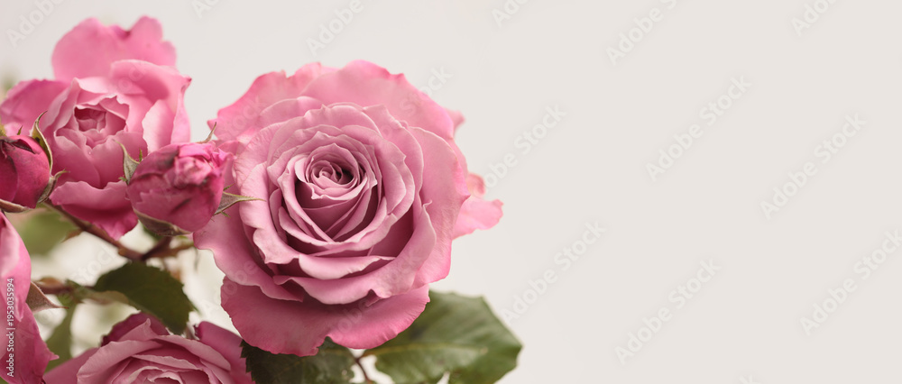Fototapeta premium Close-up selective soft focus pink, red, purple Rose Fower bud petal bouquet. Macro Natural blur abstract beige horizontal background.