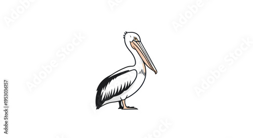 Pelican standing on one leg calmly.