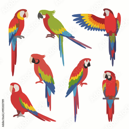 Tropical parrots vector illustration set colorful bird collection EPS10 isolated on white