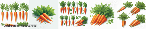 Carrot Vector Illustration Collection