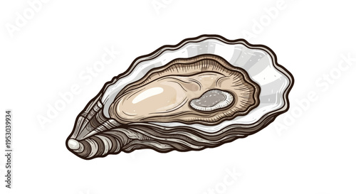Hand-drawn vector illustration of a raw open oyster on the half shell, featuring a vintage etching style with detailed shell texture and meat, isolated on a plain white background.