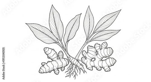 Detailed line art illustration of turmeric plant with rhizomes.