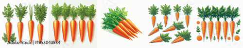 Carrot Vector Illustration Collection