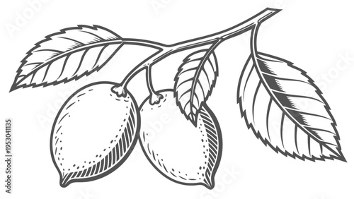 Two lemons on a branch with leaves, engraved style, white background