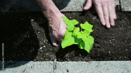 Planting a green plant in the soil. Top down view. Gardening in the spring. HD video.