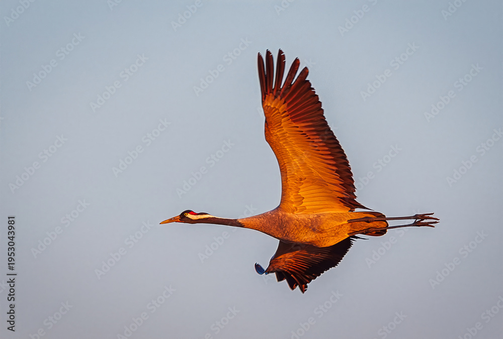 Fototapeta premium Crane bird - Grus grus, adult bird flying in sunrise light. Bird in flight. Wildlife scene of a Crane