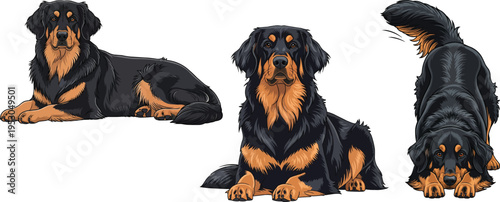 Hovawart dog lying down relaxed facing front play bow pose set