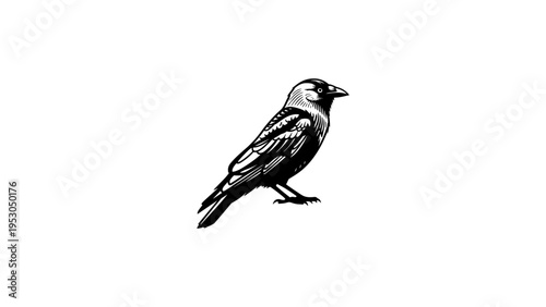 Detailed black and white bird silhouette isolated on white background
