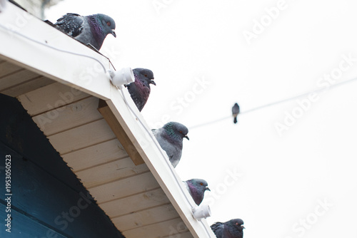 Pigeons sitting on roof edge watching isolated bird