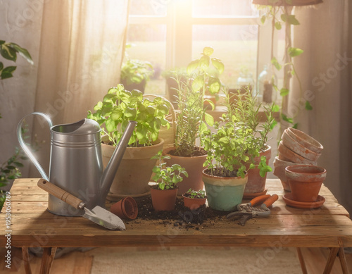 Plants are cultivated on a wooden table, accompanied by watering tools and pots, within a gardening setup.