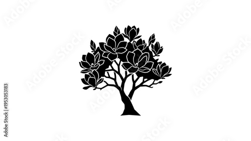 Silhouette of a magnolia tree with blooming flowers on white background