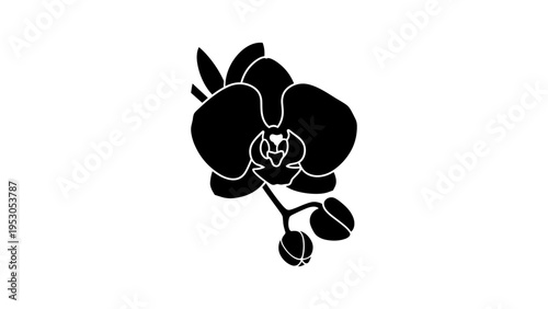 Floral silhouette of orchid bloom with buds on white background