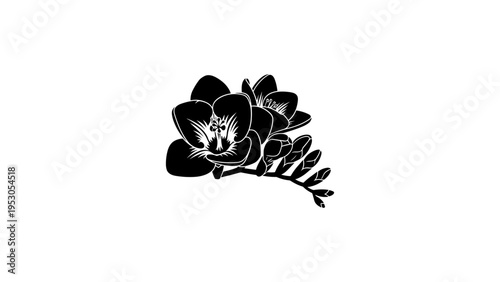 Silhouette of orchid flowers in black and white on white background