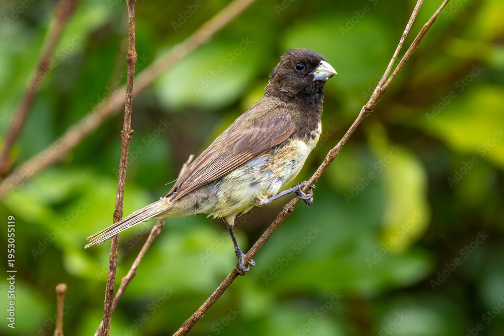 Obraz premium Seedeater on a branch