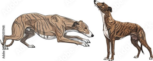 Hungarian Greyhound dog standing looking crouching pose set