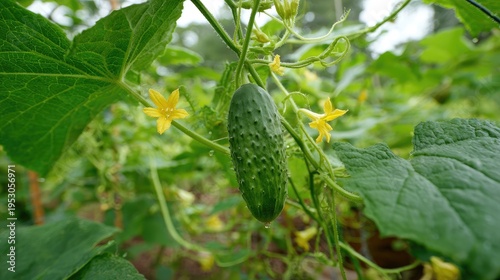 Close up of a cucumber growing in a garden with yellow flowers