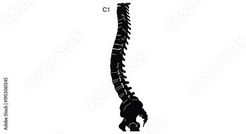Human spine anatomy medical illustration closeup skeletal system black and white